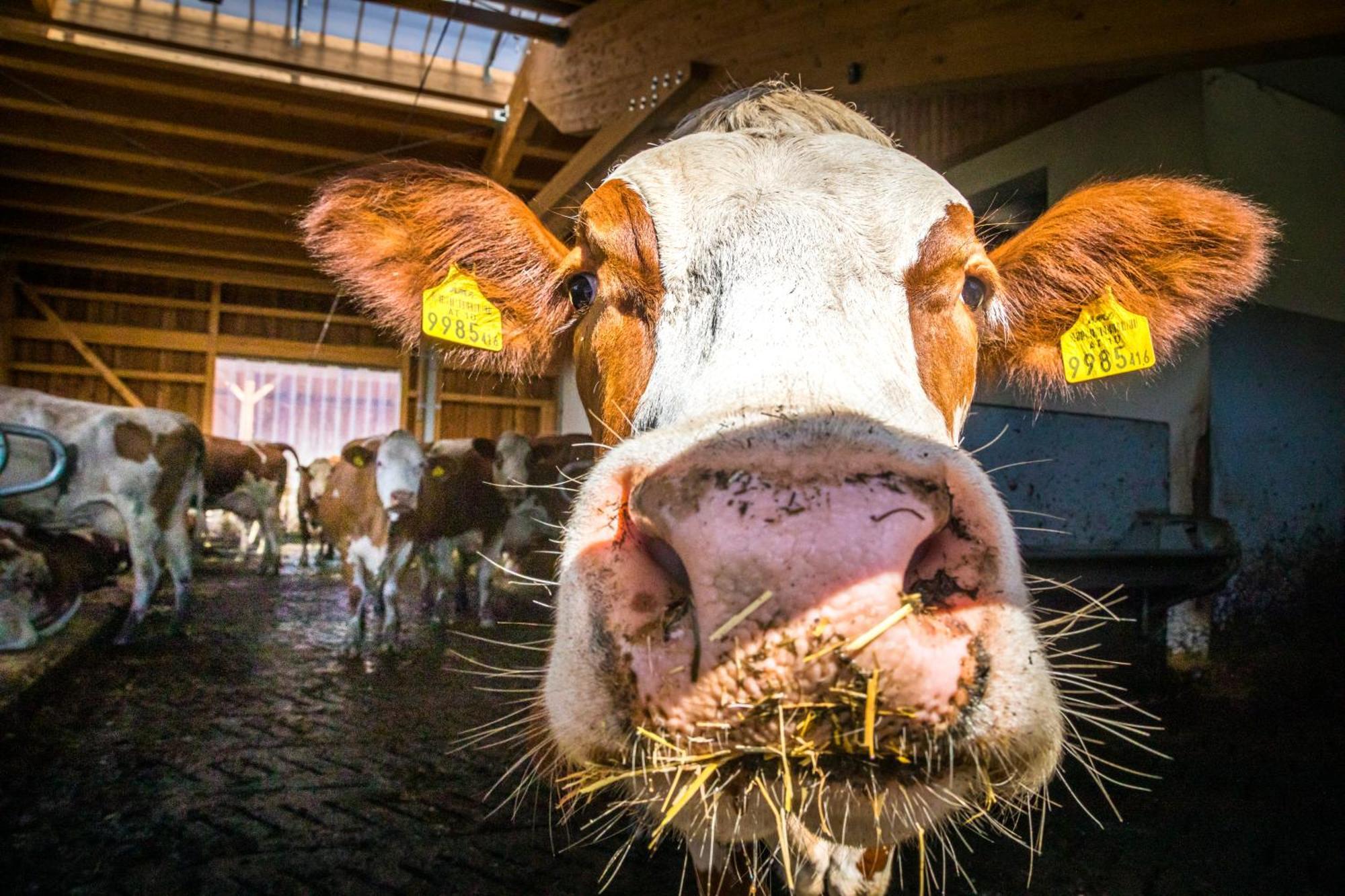 Bauernhofurlaub Sinnhubgut Altenmarkt im Pongau Eksteriør bilde